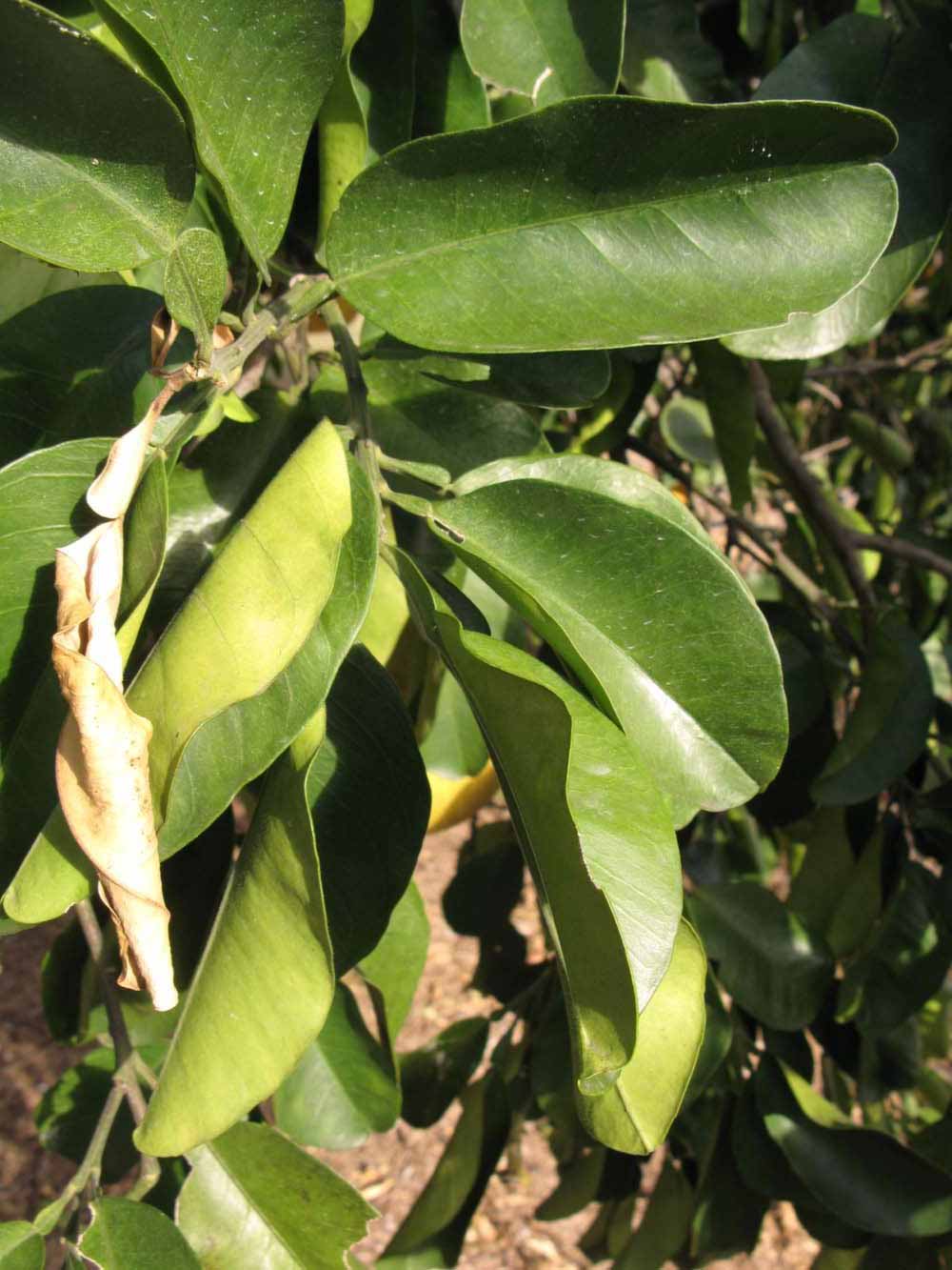            Sun leaves (Winter Haven, FL)   